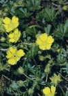 Einzelbild 2 Frühlings-Fingerkraut - Potentilla verna