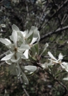 Einzelbild 2 Felsenmispel - Amelanchier ovalis