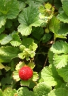 Einzelbild 2 Scheinerdbeere - Duchesnea indica
