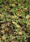 Einzelbild 2 Schneetälchen-Frauenmantel - Alchemilla pentaphyllea