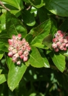 Einzelbild 1 Zwergmispel - Sorbus chamaemespilus
