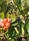 Einzelbild 3 Zwergmispel - Sorbus chamaemespilus