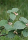 Einzelbild 1 Filzige Steinmispel - Cotoneaster tomentosus