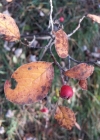 Einzelbild 2 Filzige Steinmispel - Cotoneaster tomentosus