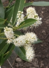 Einzelbild 1 Kirschlorbeer - Prunus laurocerasus