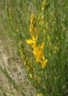 Einzelbild 1 Färber-Ginster - Genista tinctoria