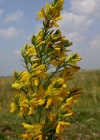 Einzelbild 2 Färber-Ginster - Genista tinctoria
