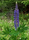 Einzelbild 1 Vielblättrige Lupine - Lupinus polyphyllus