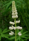 Einzelbild 2 Vielblättrige Lupine - Lupinus polyphyllus