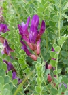 Einzelbild 1 Französischer Tragant - Astragalus monspessulanus