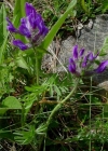 Einzelbild 2 Hallers Spitzkiel - Oxytropis halleri