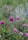 Einzelbild 3 Schnittlauch - Allium schoenoprasum