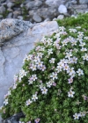 Einzelbild 2 Alpen-Mannsschild - Androsace alpina