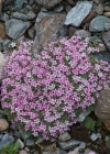 Einzelbild 3 Alpen-Mannsschild - Androsace alpina