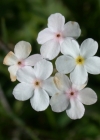 Einzelbild 2 Bewimperter Mannsschild - Androsace chamaejasme