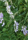 Einzelbild 1 Wald-Wicke - Vicia sylvatica