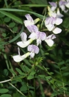 Einzelbild 2 Wald-Wicke - Vicia sylvatica