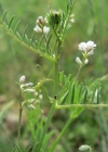 Einzelbild 3 Behaarte Wicke - Vicia hirsuta
