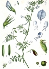 Einzelbild 4 Behaarte Wicke - Vicia hirsuta