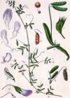 Einzelbild 2 Viersamige Wicke - Vicia tetrasperma