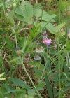 Einzelbild 2 Berg-Platterbse - Lathyrus linifolius