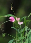 Einzelbild 3 Wald-Platterbse - Lathyrus sylvestris