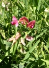 Einzelbild 4 Wald-Platterbse - Lathyrus sylvestris