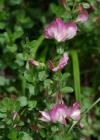 Einzelbild 2 Kriechende Hauhechel - Ononis repens
