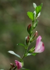 Einzelbild 3 Kriechende Hauhechel - Ononis repens