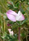 Einzelbild 4 Kriechende Hauhechel - Ononis repens