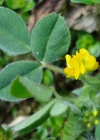 Einzelbild 1 Zwerg-Schneckenklee - Medicago minima