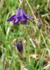 Einzelbild 1 Gemeine Akelei - Aquilegia vulgaris
