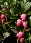 Einzelbild 3 Immergrüne Bärentraube - Arctostaphylos uva-ursi