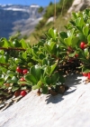 Einzelbild 4 Immergrüne Bärentraube - Arctostaphylos uva-ursi