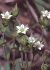 Einzelbild 1 Gewöhnliches Quendelblättriges Sandkraut - Arenaria serpyllifolia
