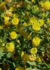 Einzelbild 2 Feld-Klee - Trifolium campestre
