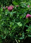 Einzelbild 2 Mittlerer Klee - Trifolium medium