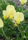 Einzelbild 2 Gelbe Spargelerbse - Lotus maritimus