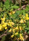 Einzelbild 1 Strauchwicke - Hippocrepis emerus