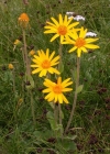 Einzelbild 1 Arnika - Arnica montana