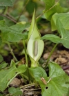Einzelbild 4 Gemeiner Aronstab - Arum maculatum