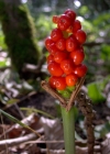 Einzelbild 1 Gemeiner Aronstab - Arum maculatum