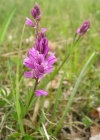 Einzelbild 3 Schopfige Kreuzblume - Polygala comosa