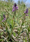 Einzelbild 4 Schopfige Kreuzblume - Polygala comosa