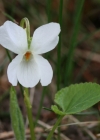 Einzelbild 3 Weisses Veilchen - Viola alba
