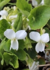 Einzelbild 4 Weisses Veilchen - Viola alba