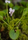 Einzelbild 3 Sumpf-Veilchen - Viola palustris
