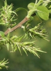 Einzelbild 3 Schwarzwerdende Weide - Salix myrsinifolia