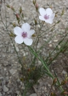 Einzelbild 2 Feinblättriger Lein - Linum tenuifolium