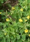 Einzelbild 2 Aufrechter Sauerklee - Oxalis stricta